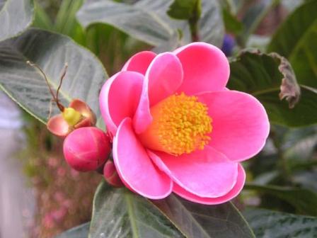 Bonsai and Flower by Vietnam's Tet Holiday